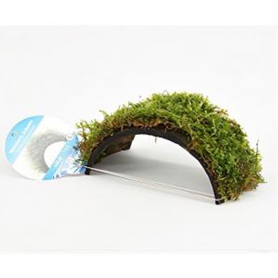 Vesicularia dubyana - op kokos armband - aquarium plant