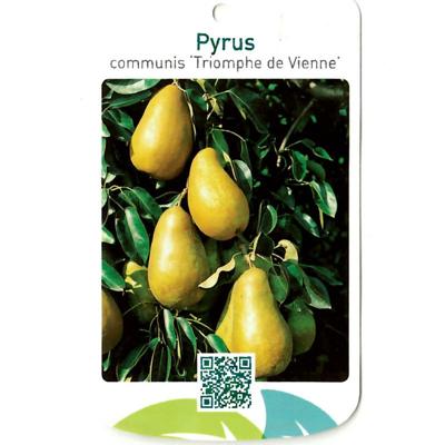 Pyrus Communis Triomphe de Vienne - Oosterik home