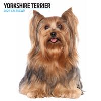Yorkshire Terrier Modern Kalender 2026