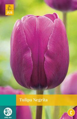 Tulipa Negrita - Jub