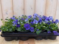 Bosviolen Blauw 12 stuks - Warentuin natuurlijk