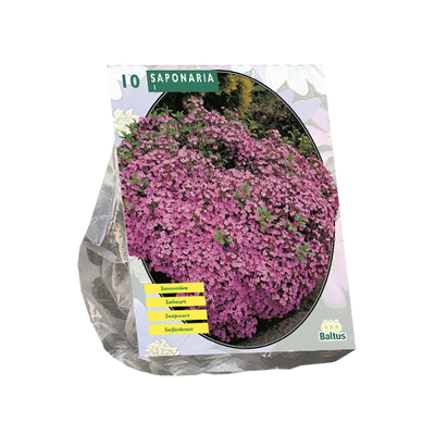 Zeepkruid