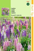 Zaden Lupinus Lupine Russell's Hybrids gemengd Hortitops - Hortitops