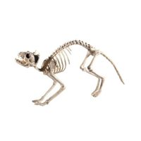 Kat/poes skelet van plastic 60 cm   -