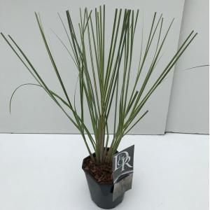 Dwergpampasgras (Cortaderia selloana "Mini Silverpampas") siergras - In 2 liter pot - 1 stuks