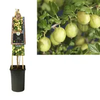 Klimplant Ribes uva-crispa  Invicta - Sierbes