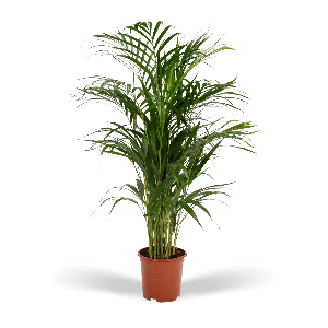 Areca palm - Ø19cm - ↕85cm