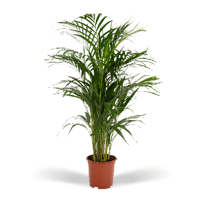 Areca palm - Ø19cm - ↕85cm