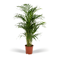 Areca palm - Ø19cm - ↕85cm