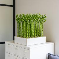 Lucky Bamboo 30-pack (Geluksbamboe) Lucky Bamboo 30-pack (Geluksbamboe)
