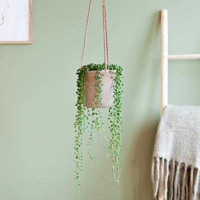 Senecio Rowleyanus - Erwtenplant - P12