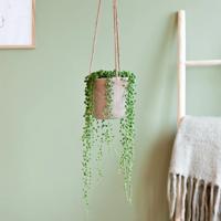 Senecio Rowleyanus - Erwtenplant - P12