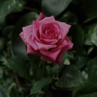 Kunst Rozentak Classic 46cm cerise