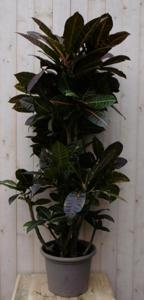 Kamerplant Croton 120 cm - Warentuin natuurlijk