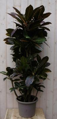 Kamerplant Croton 120 cm - Warentuin natuurlijk
