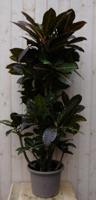 Kamerplant Croton 120 cm - Warentuin natuurlijk