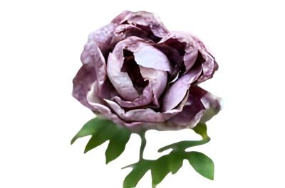 Enkele violette pioen - Buitengewoon de boet