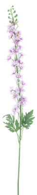 Delphinium akana purple 125cm