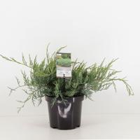 Juniperus virginiana grey owl - Warentuin natuurlijk