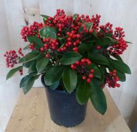 Skimmia met bes 40 cm Warentuin Natuurlijk - Warentuin natuurlijk