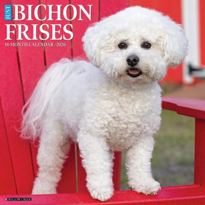 Bichon Frise Kalender 2026