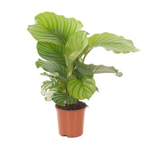 Calathea Orbifolia - P 14 cm