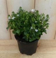 3 stuks! Perkplant Lobelia wit Warentuin Natuurlijk - Warentuin natuurlijk