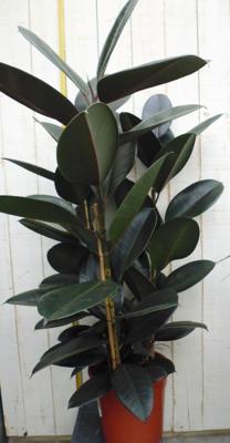 Ficus elastica robusta Indische rubberboom H80-100 cm 3 stammen potmaat 27 cm kamerplant Warentuin Natuurlijk - Warentuin natuurlijk