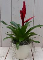 Bromelia creme pot 30 cm Warentuin Natuurlijk - Warentuin natuurlijk