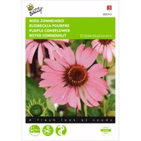 Echinacea, Rode Zonnehoed - thumbnail