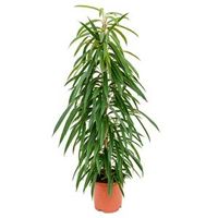 Ficus alii S kamerplant - thumbnail