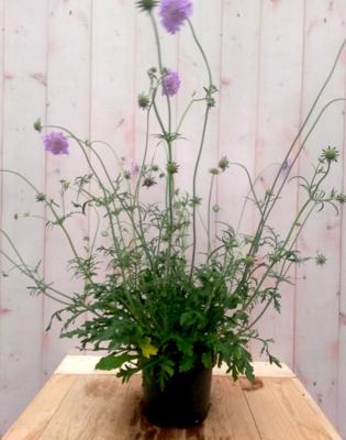 IJzerhard Verbena blauw - Warentuin natuurlijk