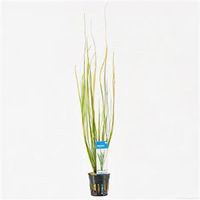 Vallisneria natans
 - 6 stuks - aquarium plant - thumbnail