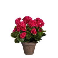 Mica Decorations Geranium Kunstplant - 27x27x41 cm - Donkerroze