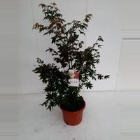 Japanse esdoorn (Acer palmatum "Osakasuki") heester - 100-125 cm - 1 stuks - thumbnail