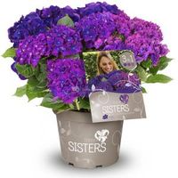 Hydrangea Macrophylla "Three Sisters"® Violett boerenhortensia - thumbnail