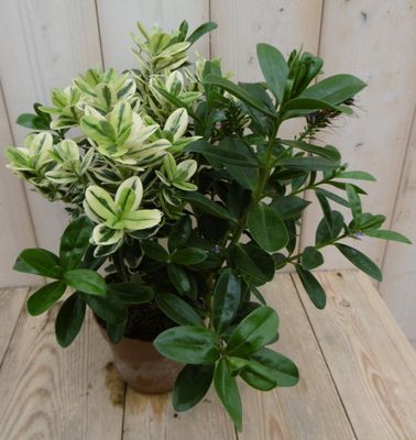 3 stuks! Veronica Hebe Andersonii roze bont en groen blad - Warentuin natuurlijk
