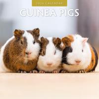 Cavia Kalender 2026