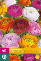 Bloembollen Ranunculus Mix 40st
