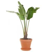 Grote Strelitzia (semi hydro) - 165 cm