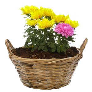 Mega Collections Planten/bloemen mand Cuba - rotan - lichtbruin - D30 x H12 cm - plantenpot voor buiten   -