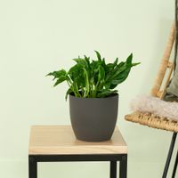 Epipremnum Shangri-La Godzilla - P12