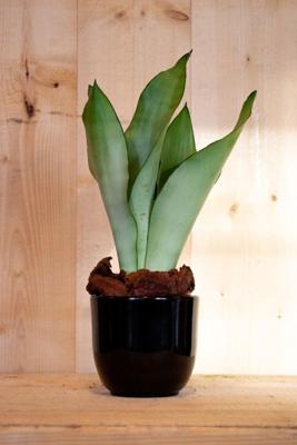 Sansevieria Moonshine in zwarte pot - Warentuin natuurlijk
