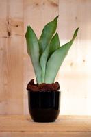 Sansevieria Moonshine in zwarte pot - Warentuin natuurlijk