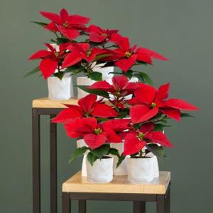 Kerststerren - Mini Poinsettia (10 stuks) - P6