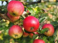 Appelboom - thumbnail