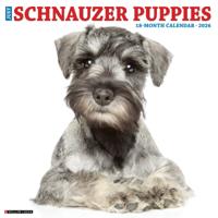 Schnauzer Puppies Kalender 2026
