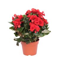 Rode Begonia (Kamerbegonia Elatior) - P 14 cm Rode Begonia (Kamerbegonia Elatior) - P 14 cm
