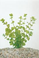 2 stuks! Lysimachia nummularia potmaat P9 Penningkruid Moerings - Moerings