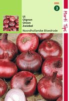 HT Uien Noordhollandse Bloedrode - Hortitops